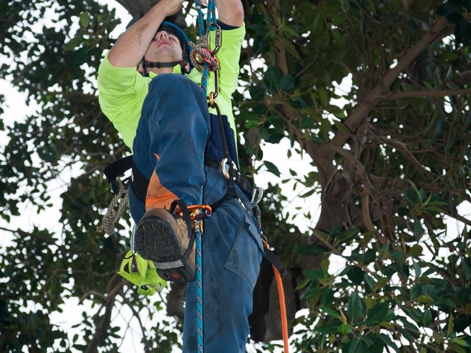 Qualified arborist working in a mature tree during a property survey in Devon